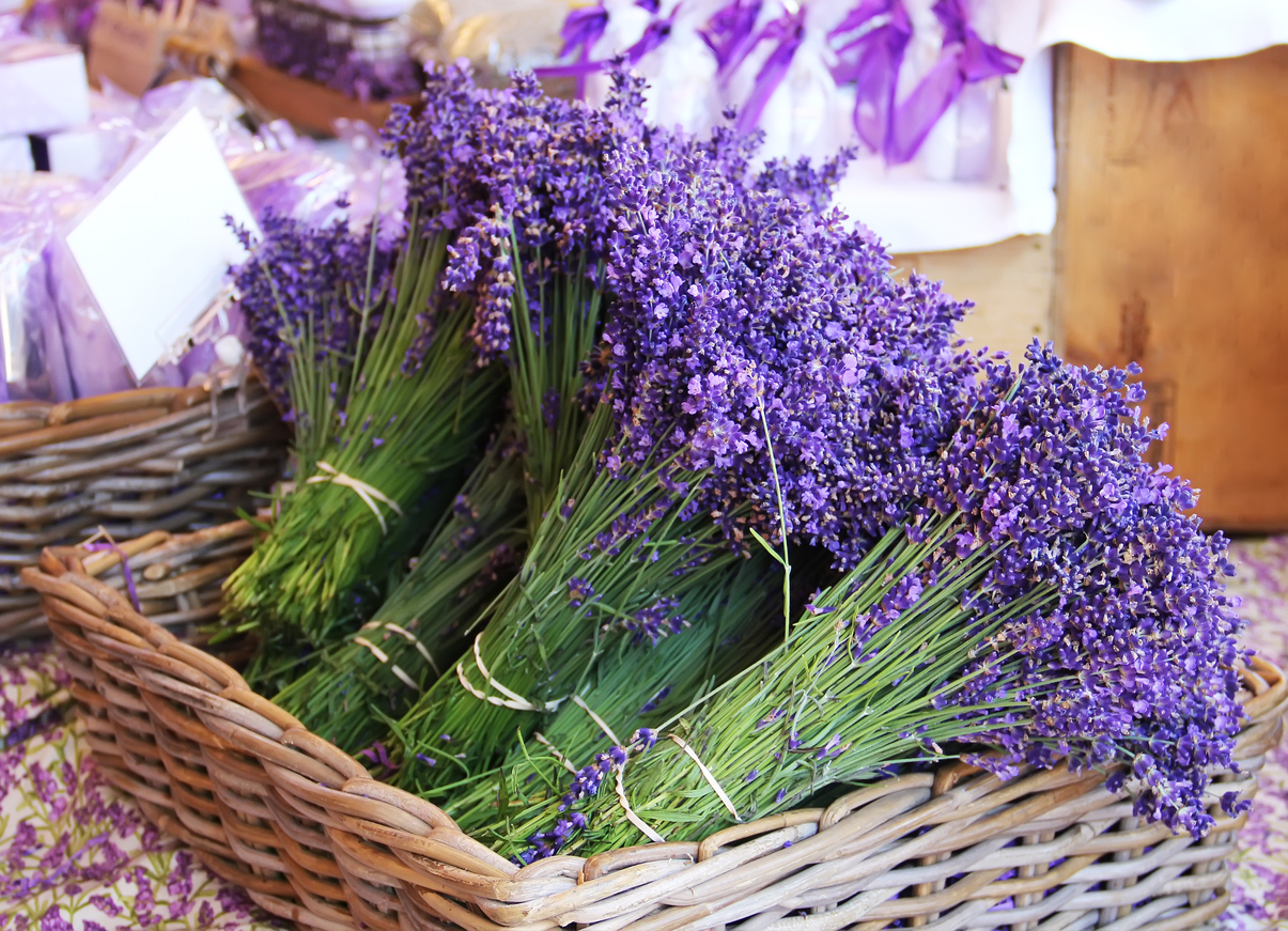 307.-Lavandin-oil-Lavandula-