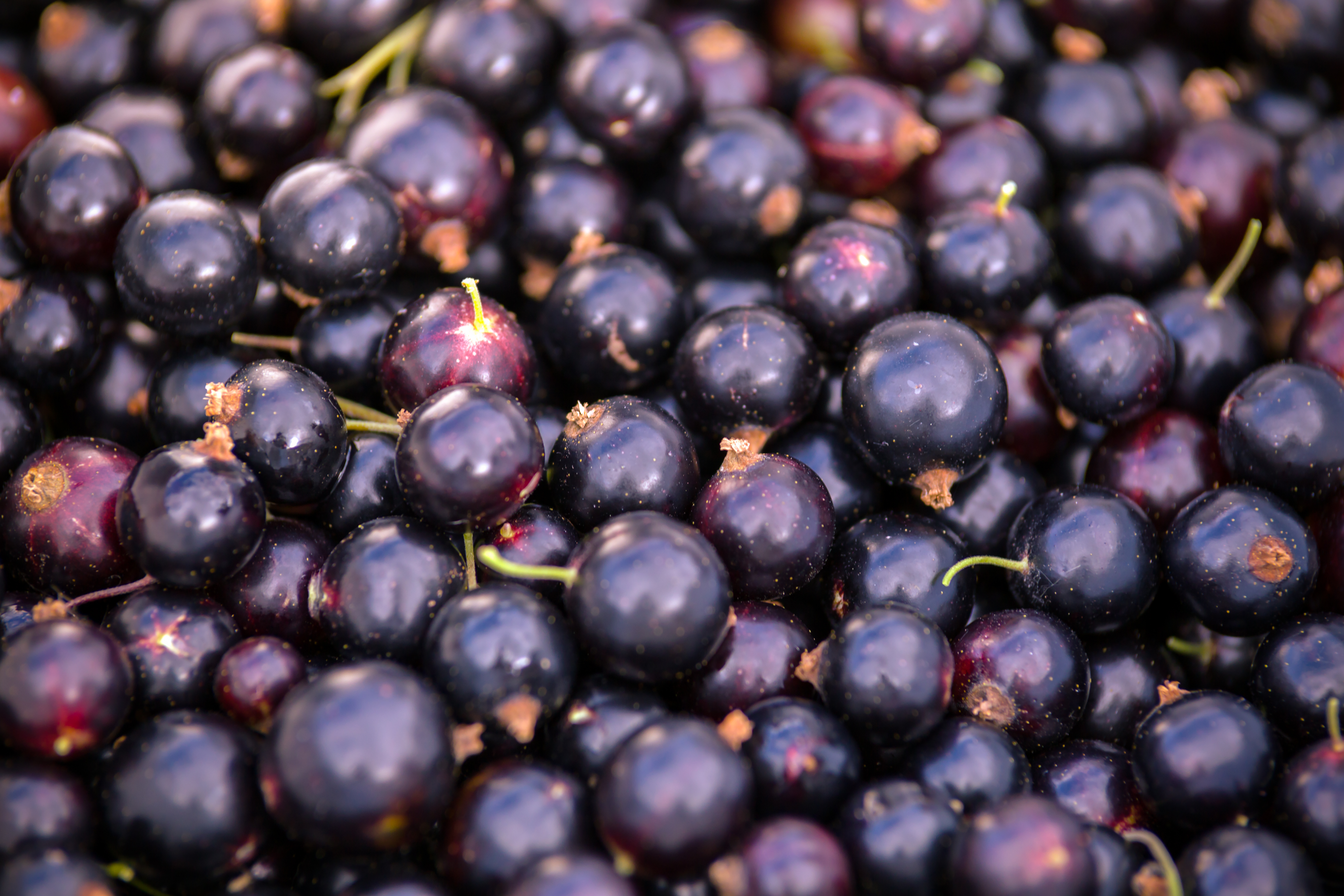 Bourgeons de cassis absolute | The Fragrance Conservatory