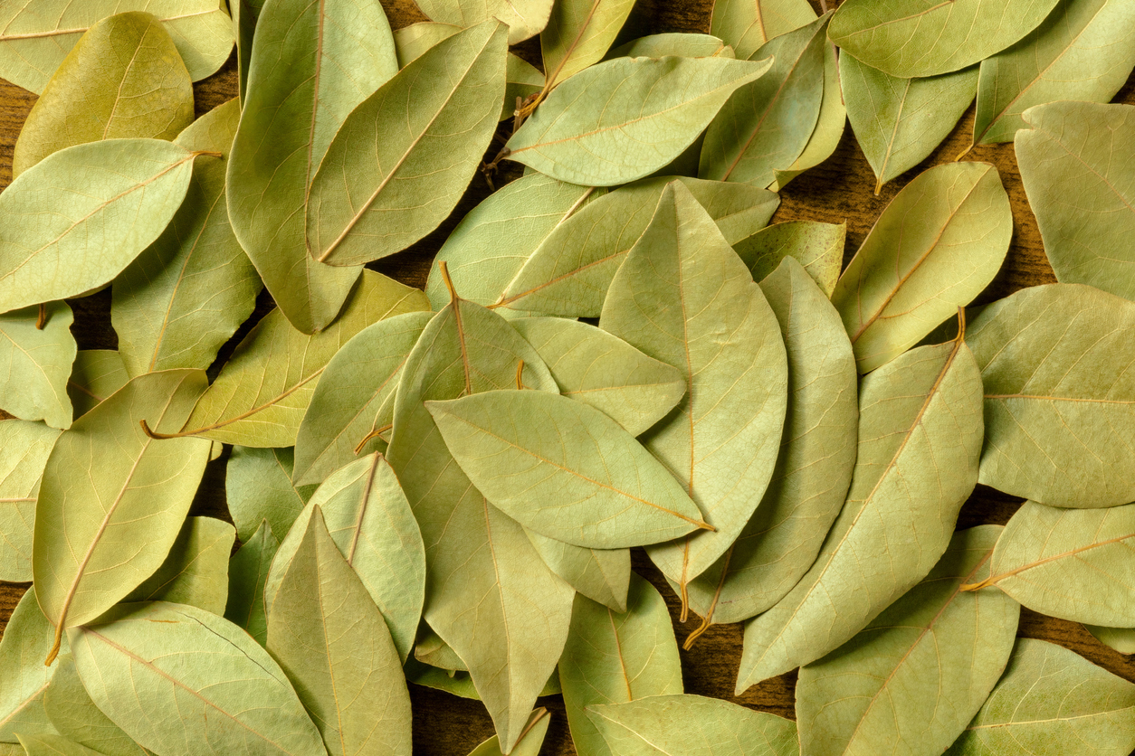 Bay oil, sweet (Laurus nobilis L.) | The Fragrance Conservatory